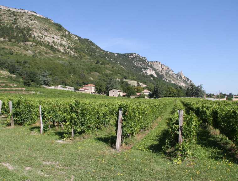 Saint-Péray vines at the foot of the 'Pic de Crussol'