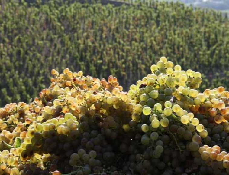 Marsanne Jules franck photo vendanges 2011 (108).jpg