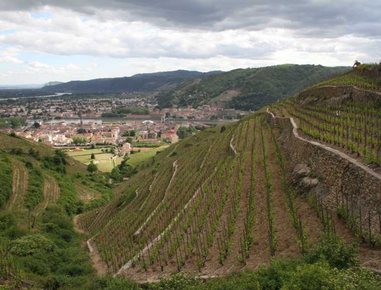 An emblematic Cave de Tain plot in Hermitage