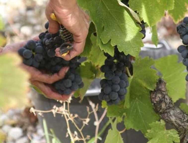 Syrah Jules franck photo vendanges 2011 (69).jpg