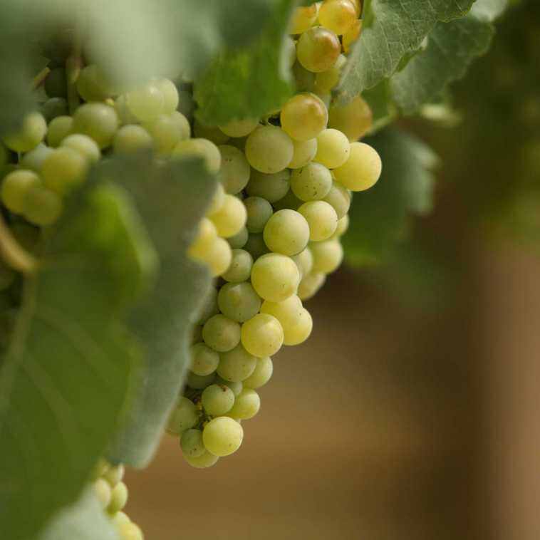 Marsanne grape2.jpg