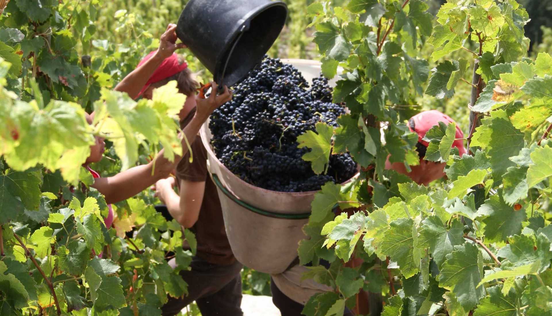 vendange du cépage SYRAH dans les côtes du Rhône septentrionales