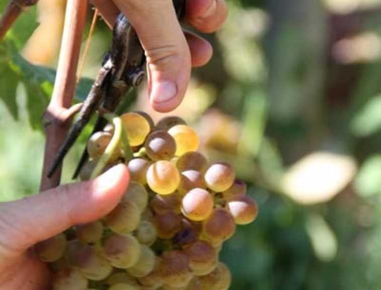 Marsanne Jules franck photo vendanges 2011 (109).jpg